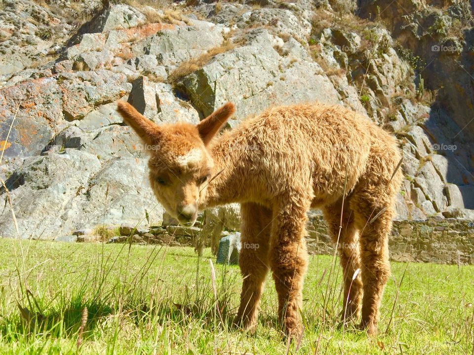 Close-up of baby alpaca