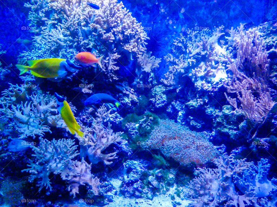 Yellow, blue and red fish in enormous blue aquarium 