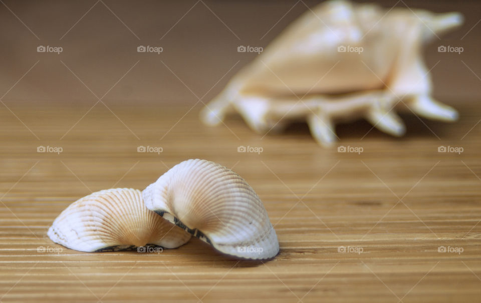Close-up of scallop seashells