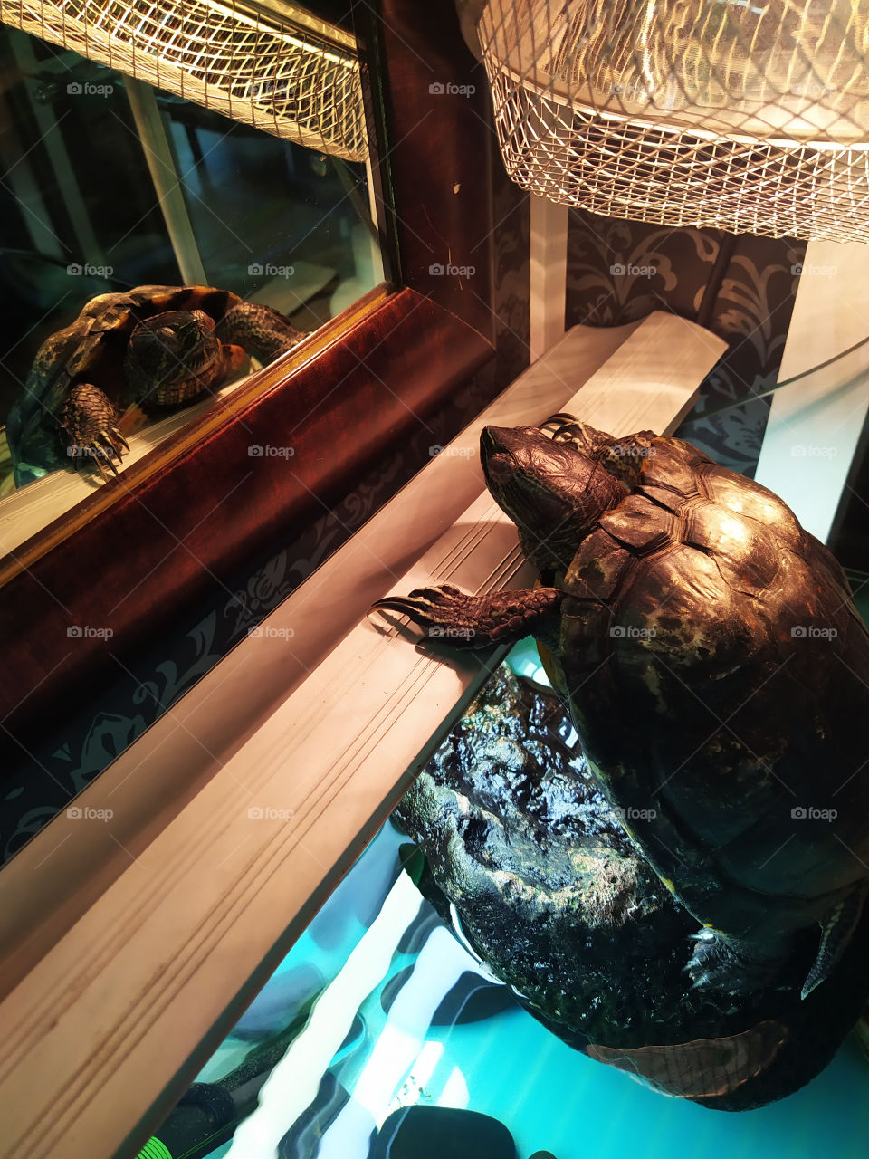 A water turtle looks out of the aquarium and looks at itself in the mirror.  Turtle reflection