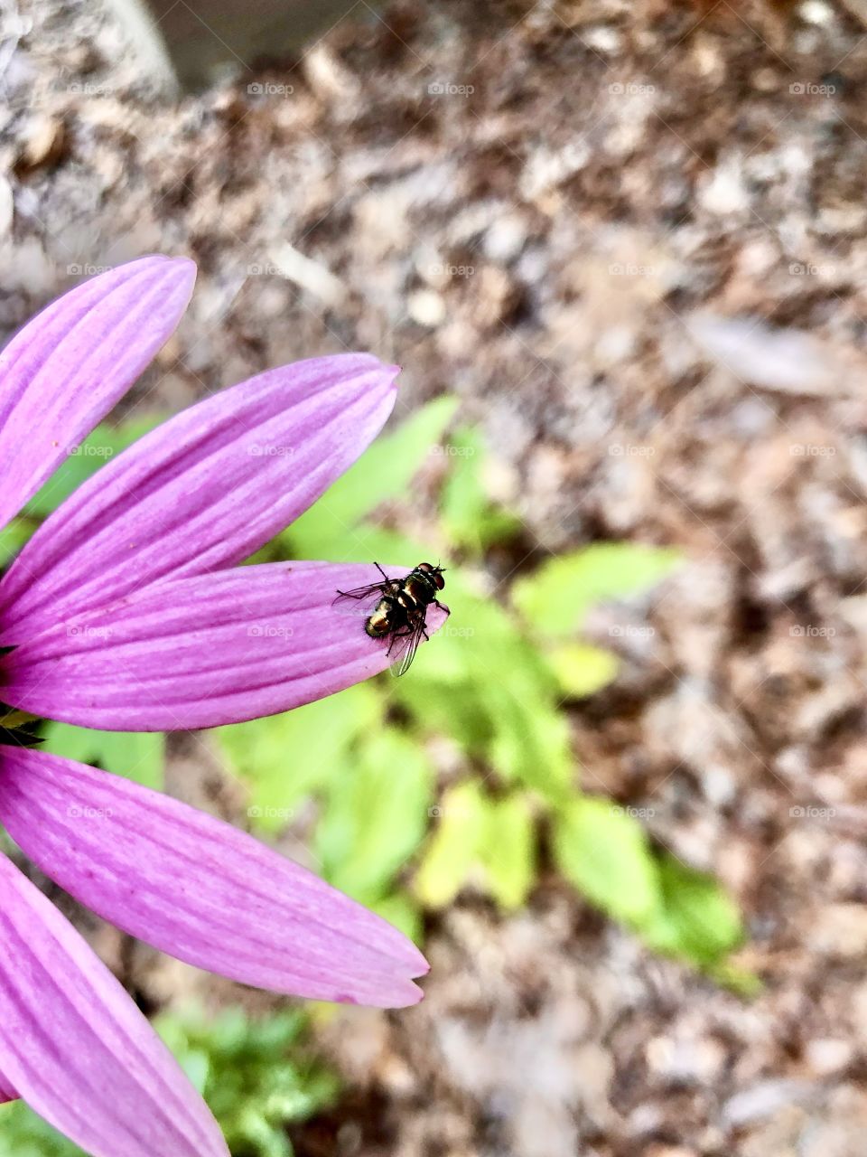 Tiny iridescent sweat bee on pink flower petal 