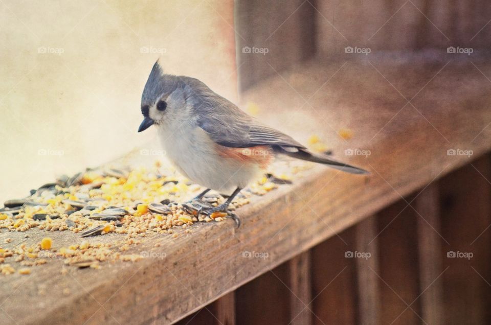 Curious bird. This fellow showed up to catch some birdseed for breakfast. 