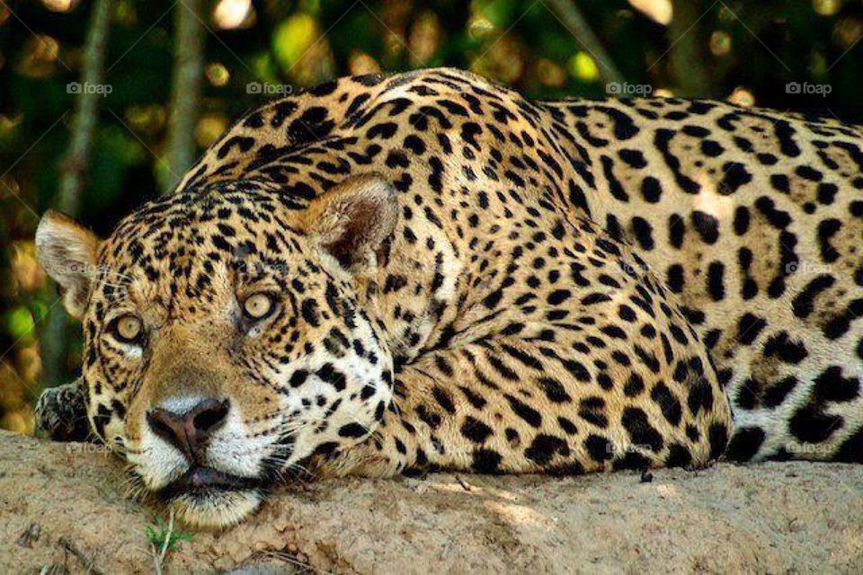 Jaguar posing for the photo in the brazilian pantanal