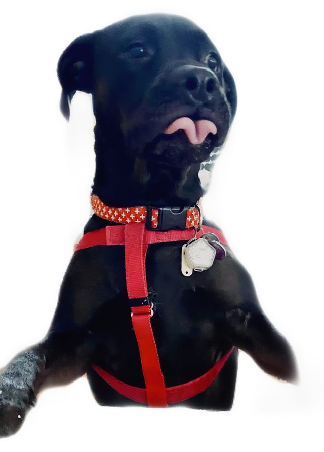Funny Dog 