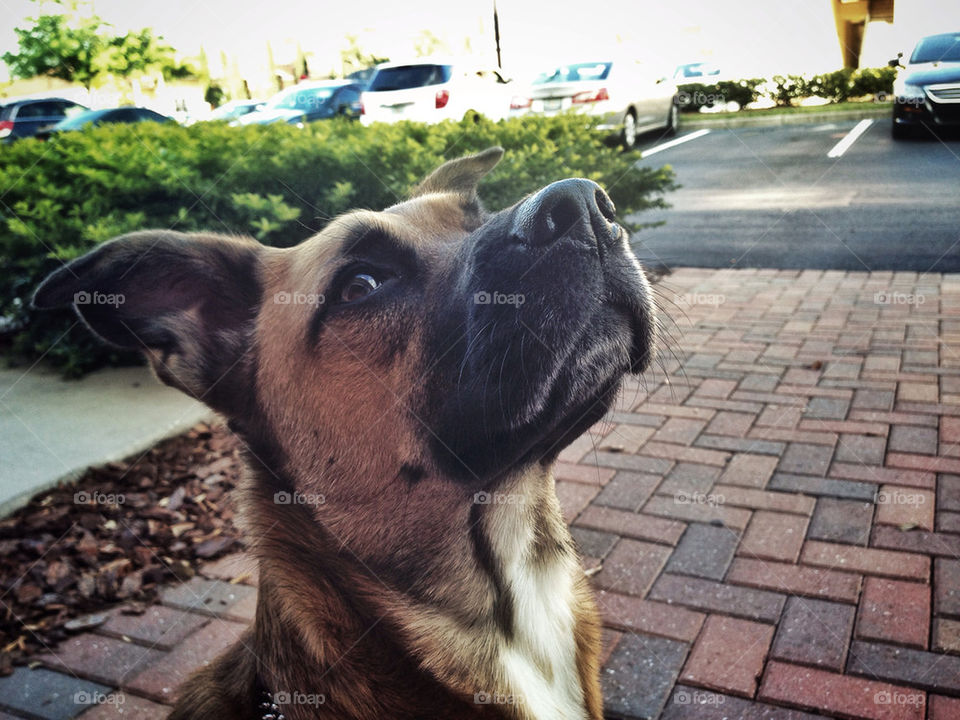 dog mans best friend sit ryan schriver by shawnhileman47