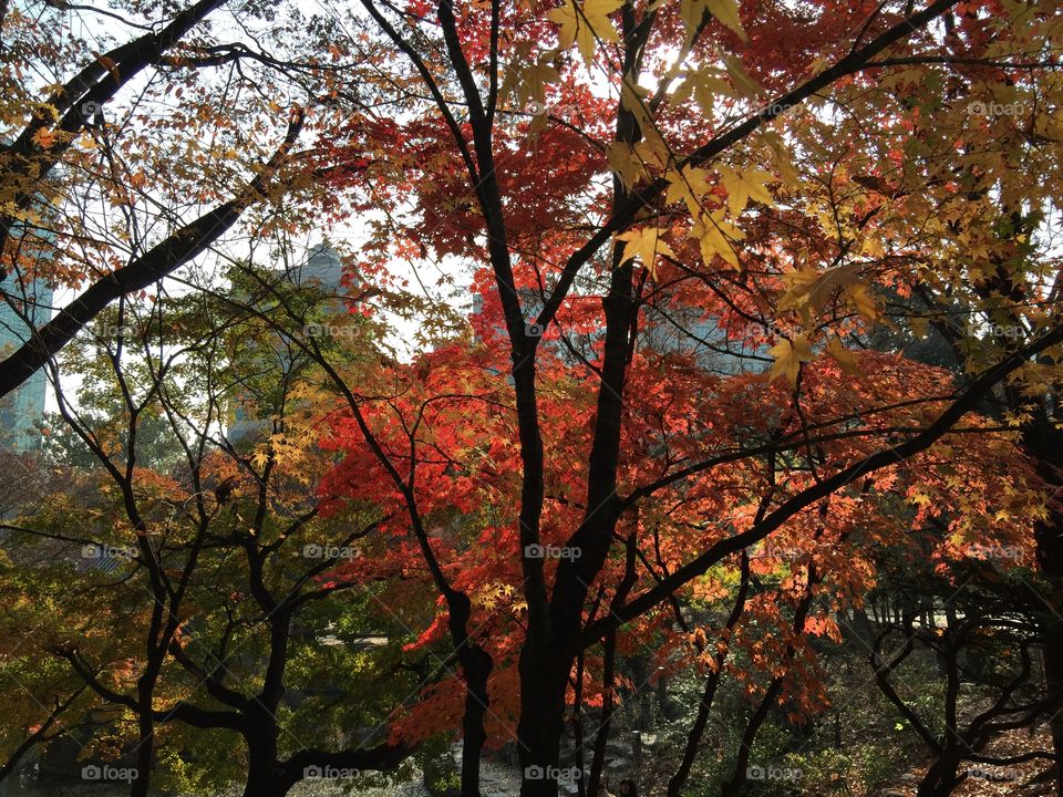 Autumn ( Korea/ Seoul)