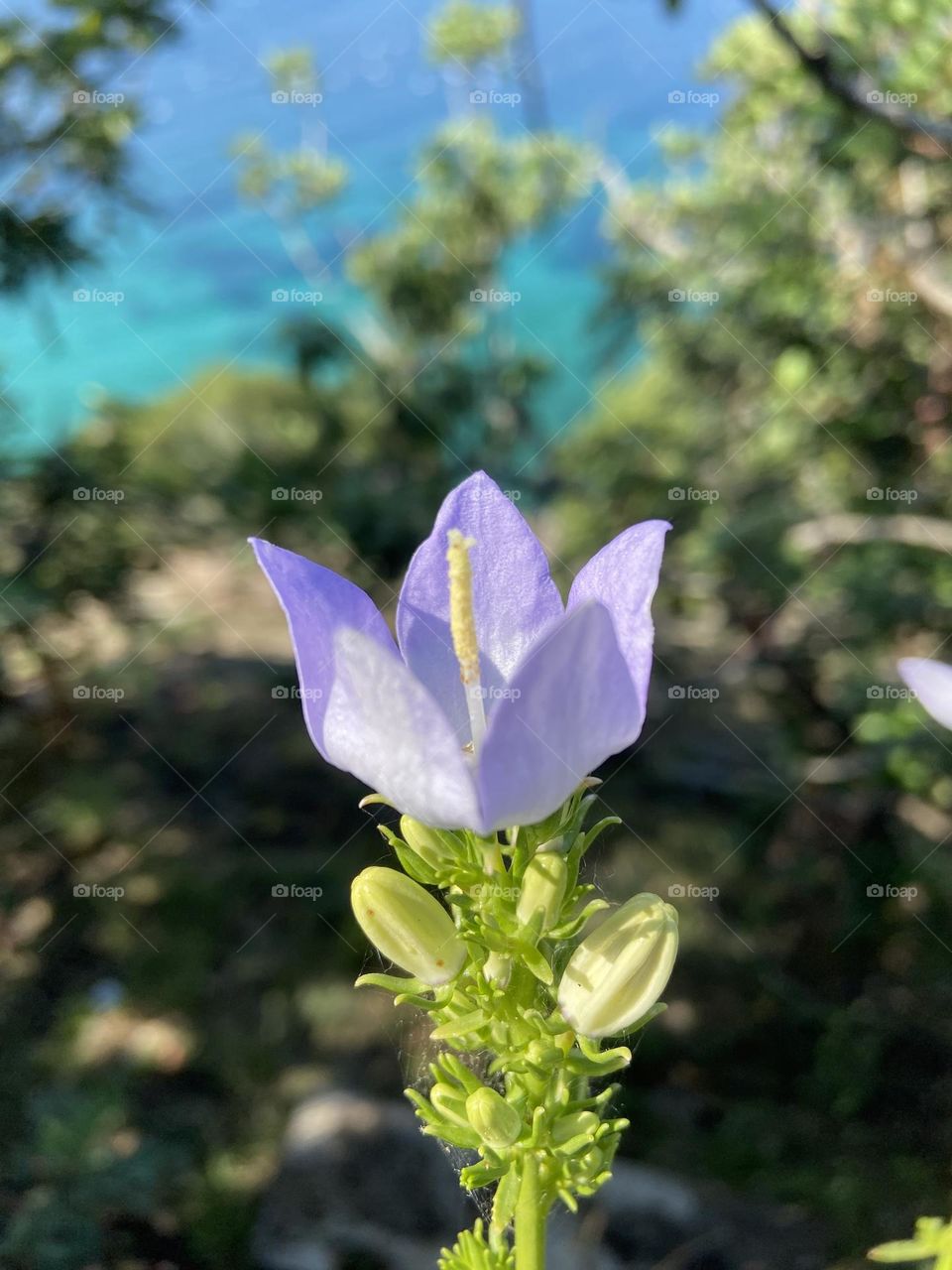 A light purple flower near the Adriatic Coast on a Sunny day.