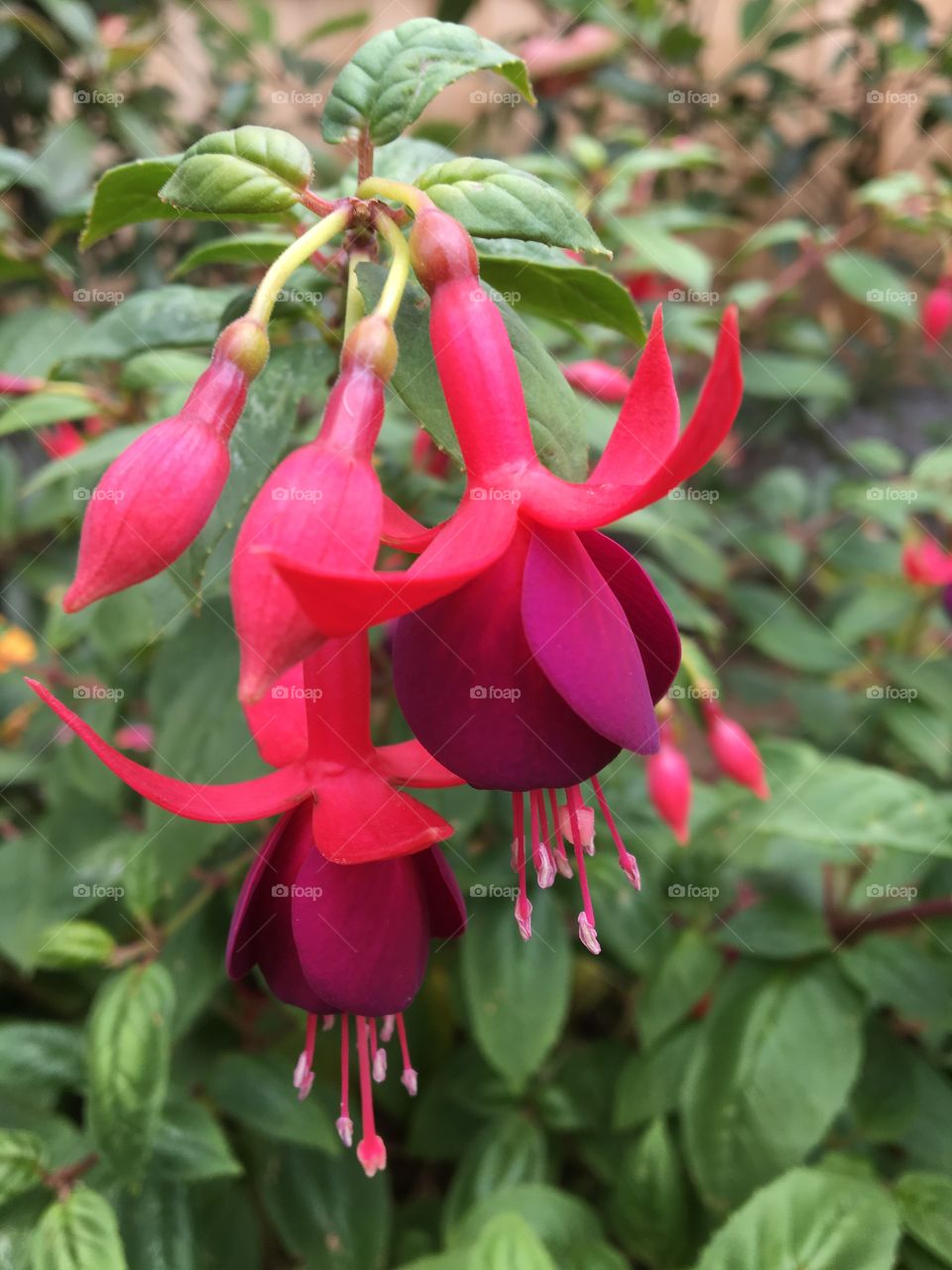 Fuchsia 
