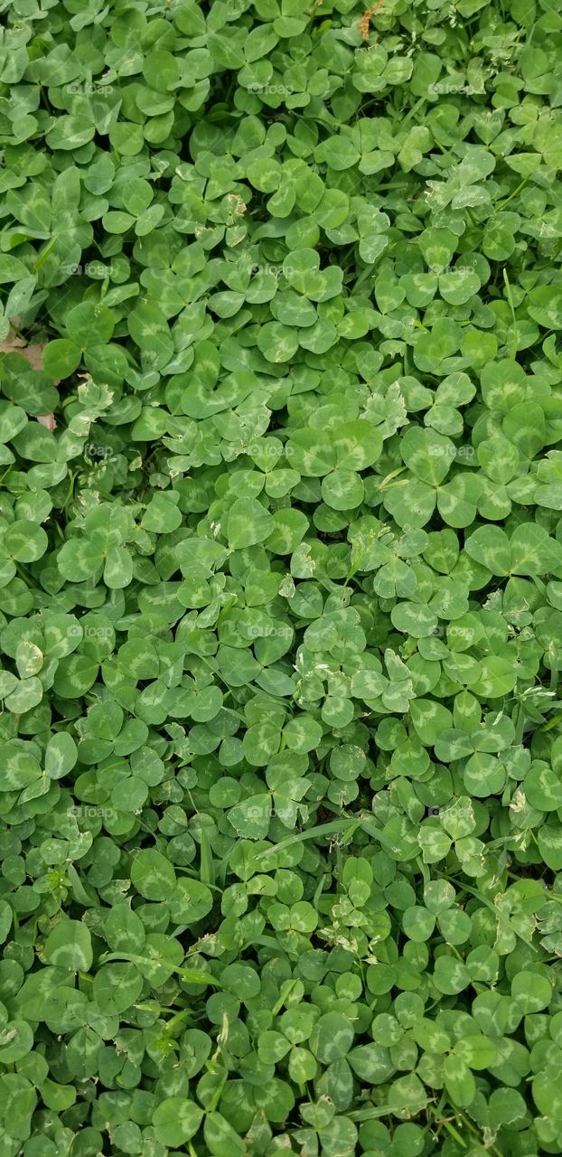 green clover ground cover