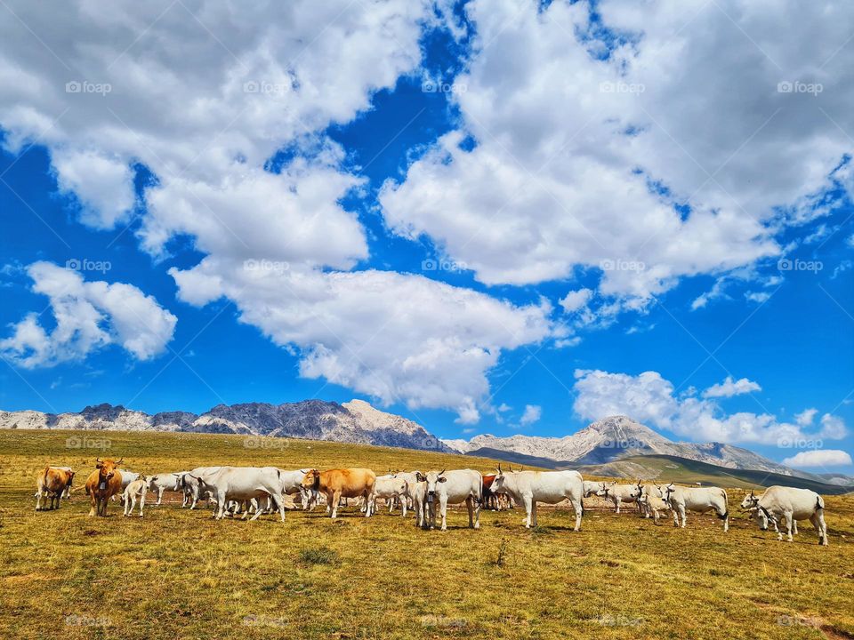 herd of cows graze in the prairie under a sky full of clouds
