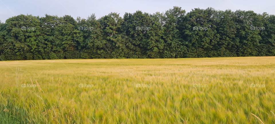 grain field