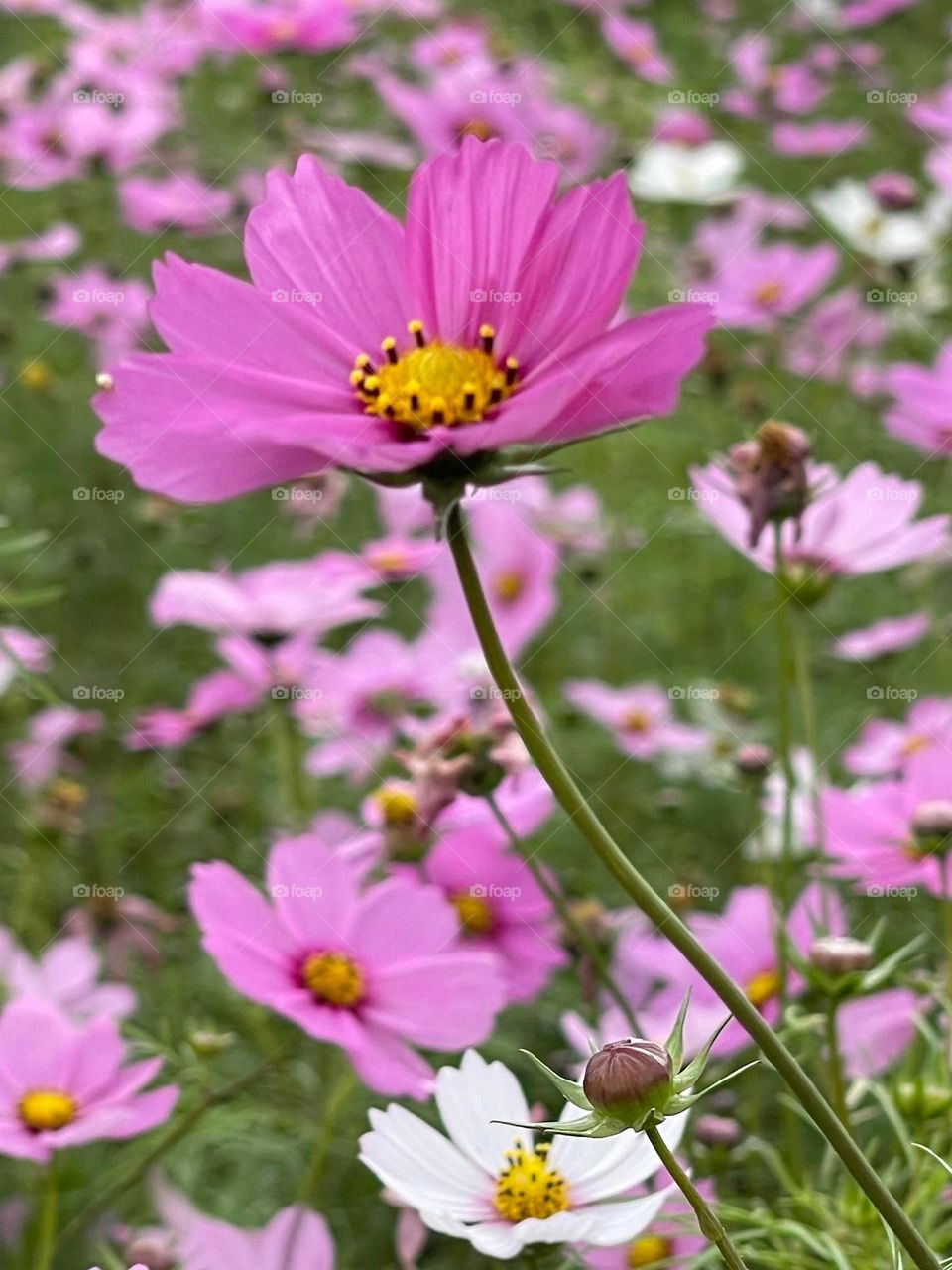 Beautiful flowers in bloom