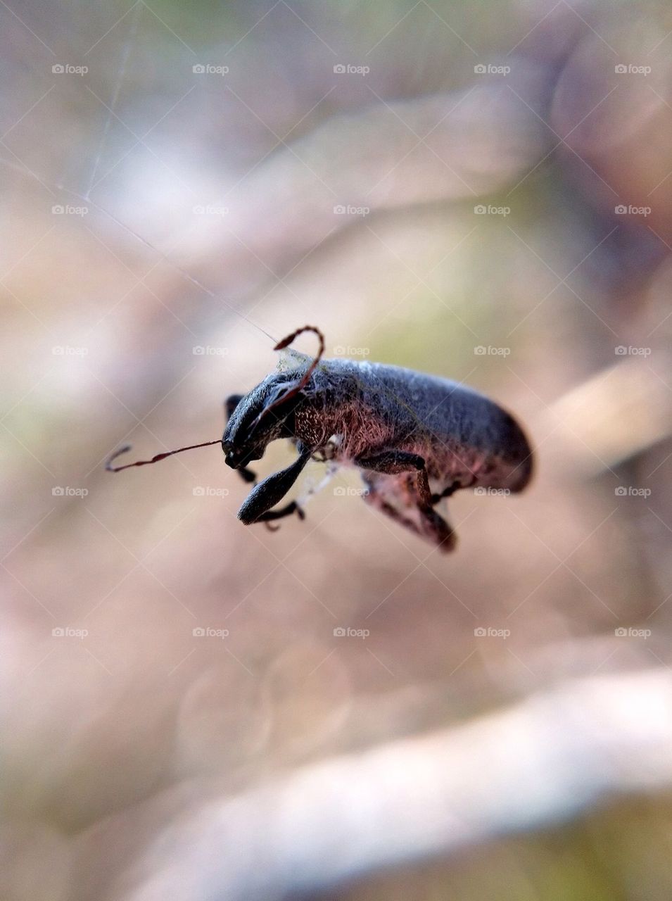 landscape sweden nature macro by miss_falcon