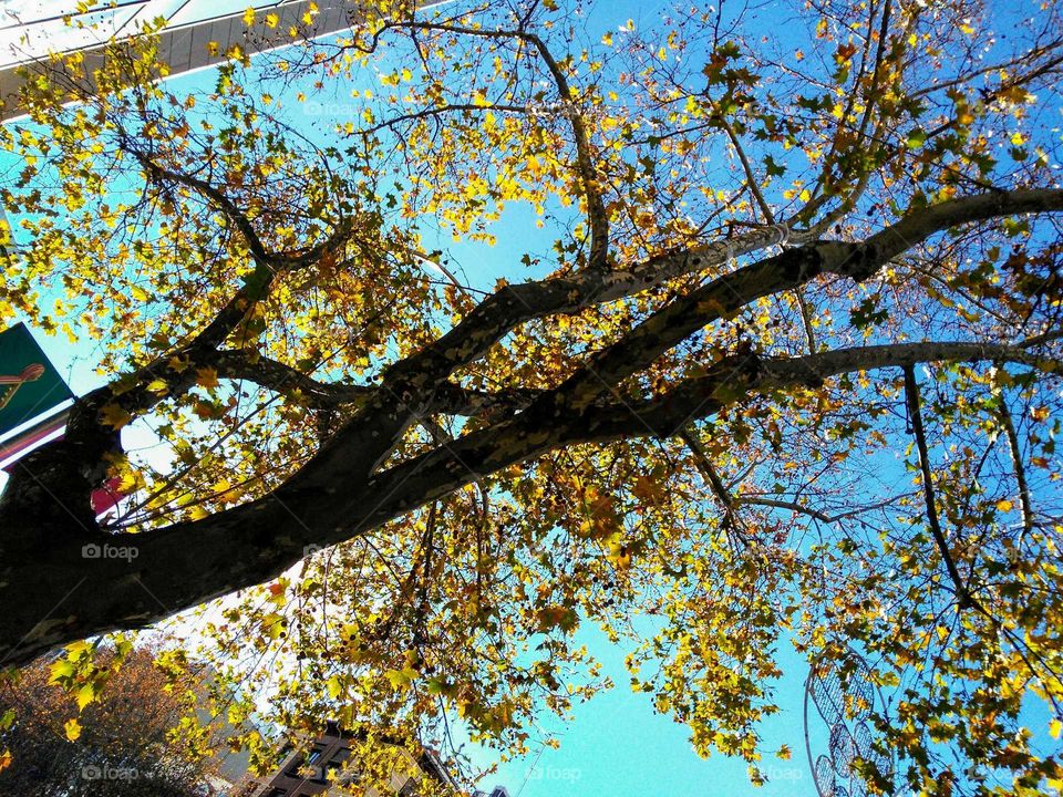 yellow leaves against a blue sky