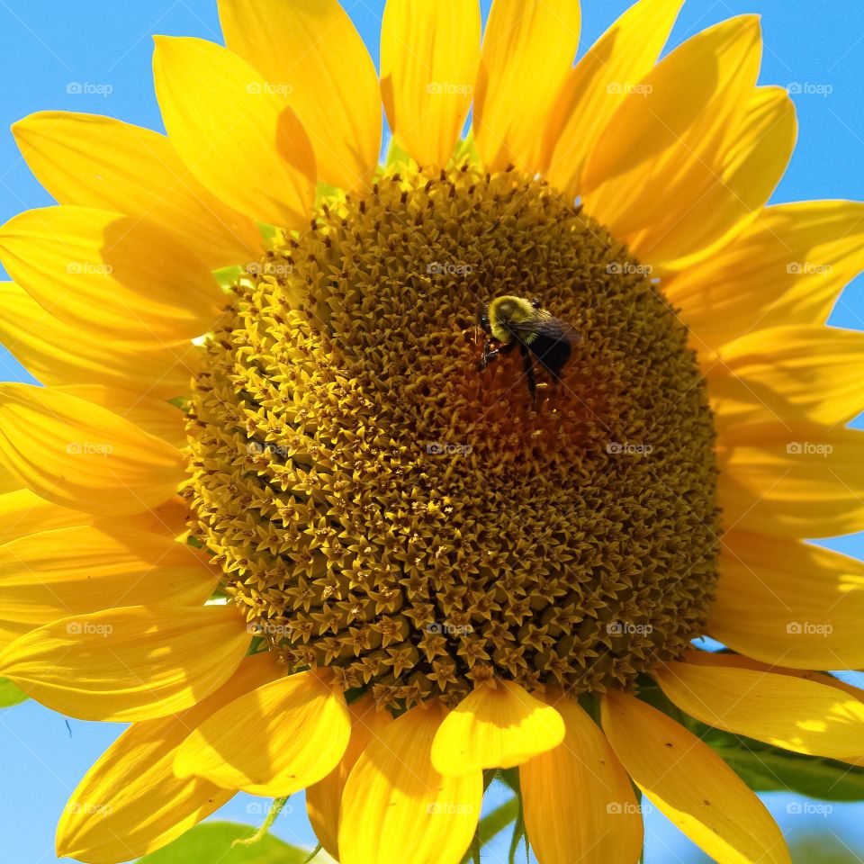 Yellow sunflower with a bumblebee 

