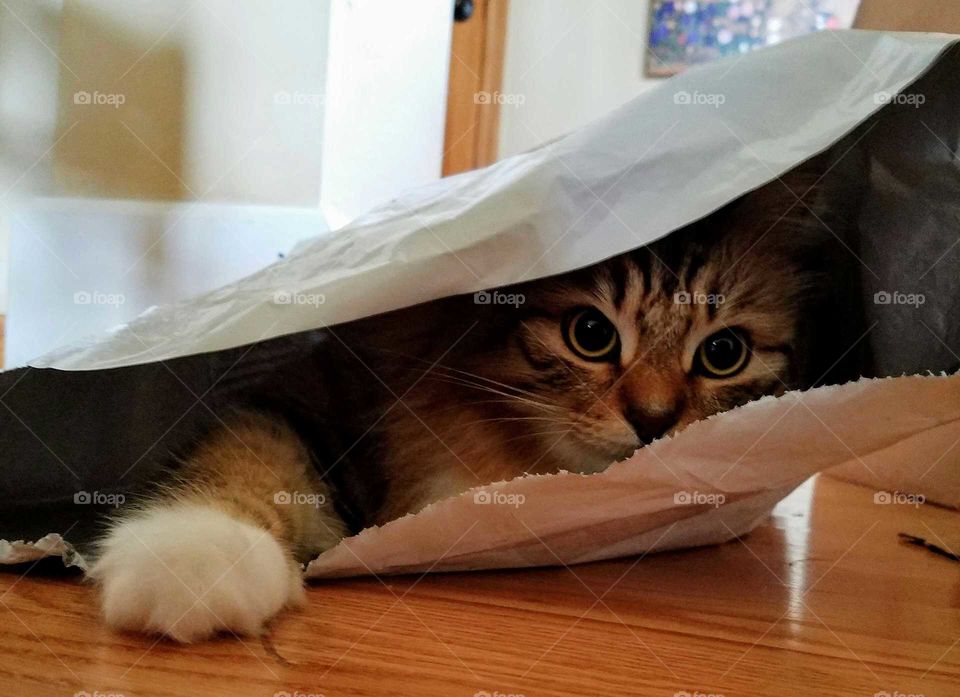 Bagged kitty