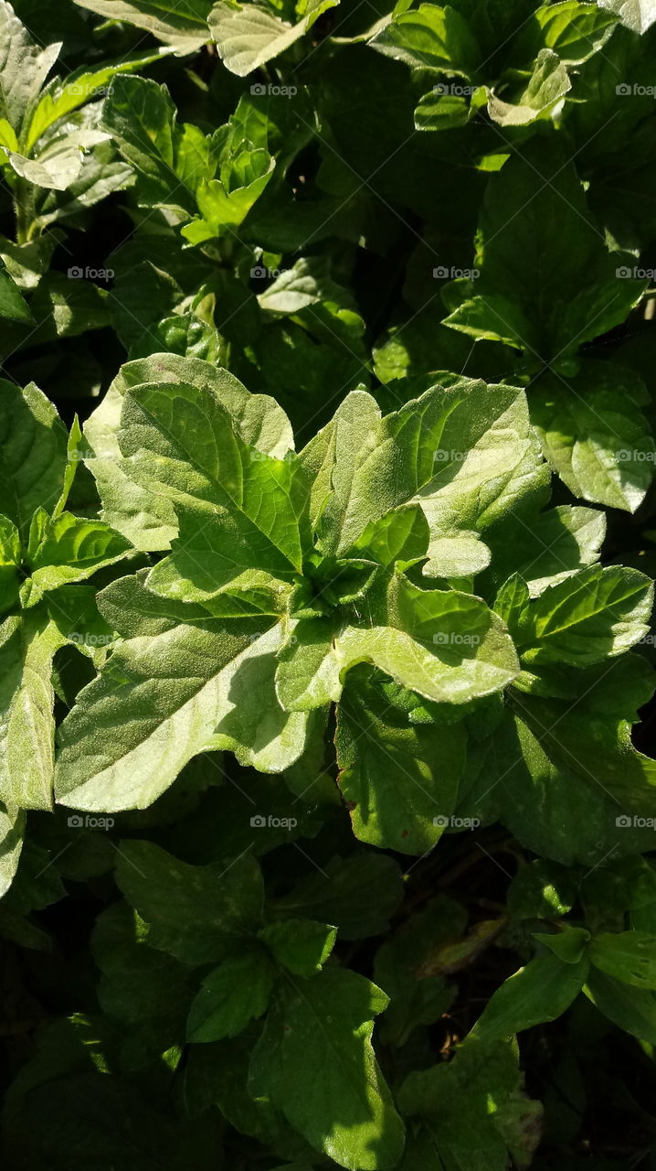 ENVIRONMENT BOTANICAL LANDSCAPE NATURE