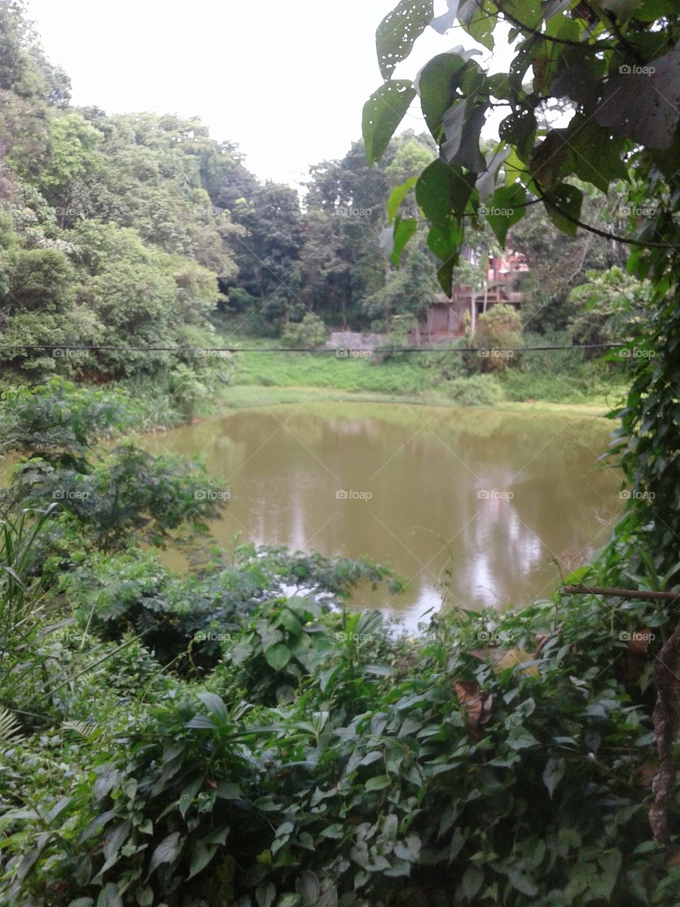 Pond and nature