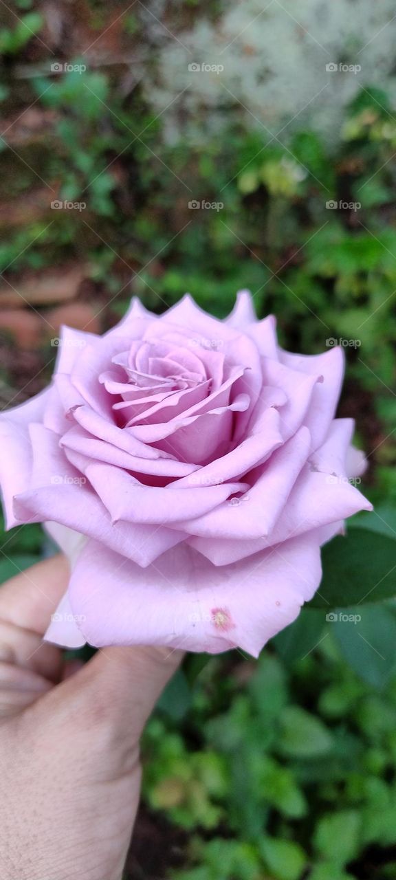 lilac roses