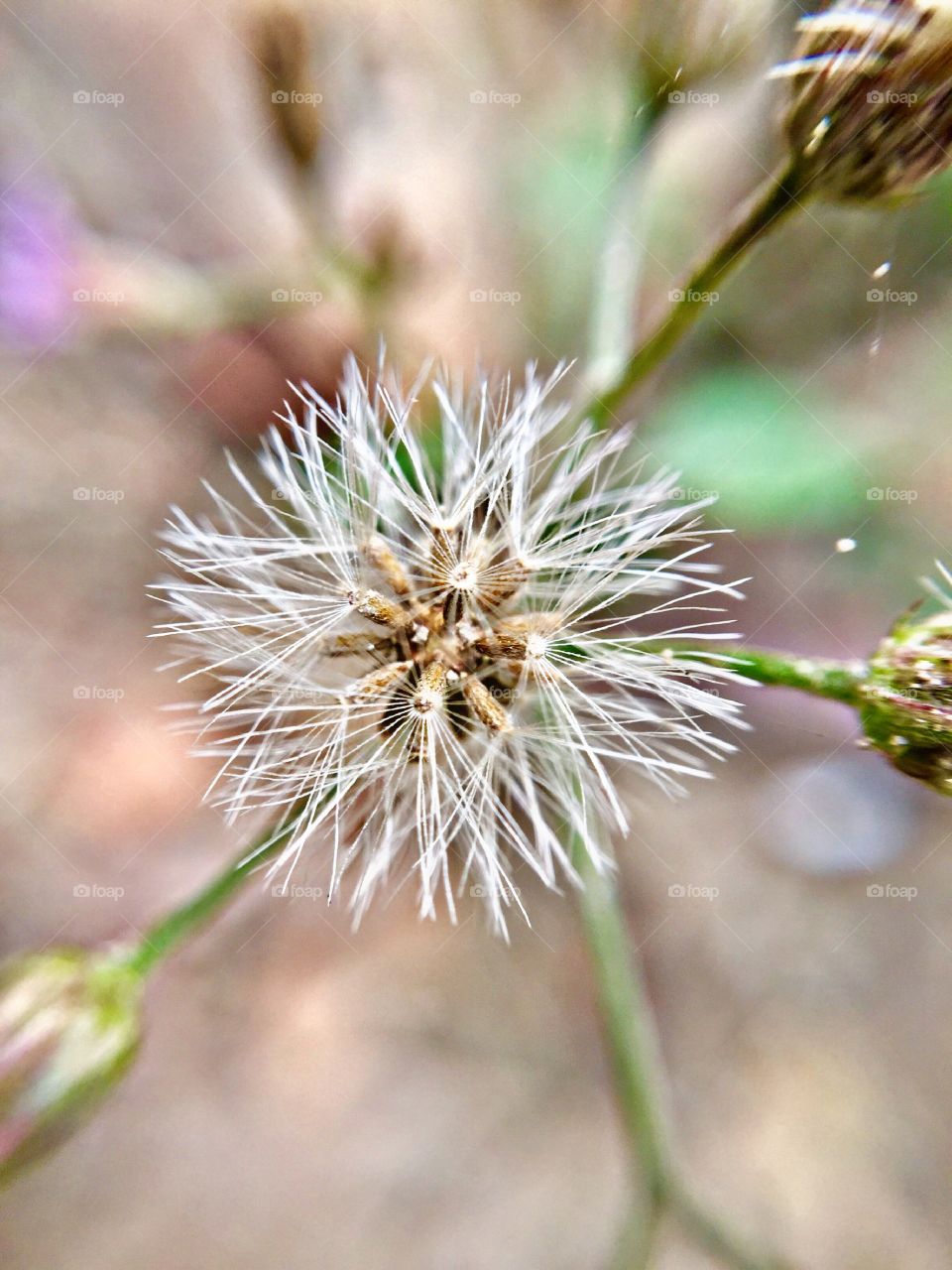 Little white flower closeup macro photo