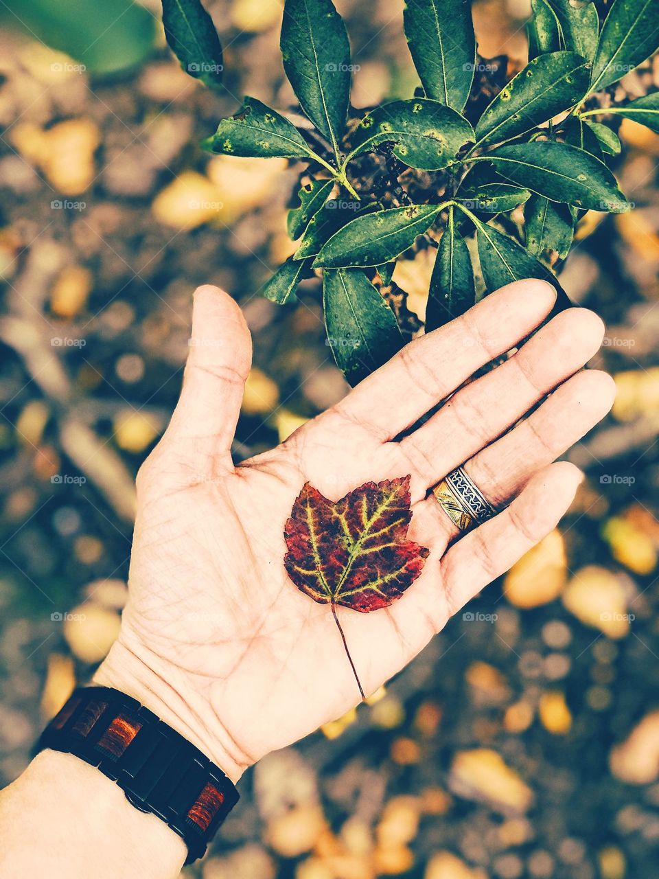 Woman’s hand holding leaf in the palm, woman walking in the forest, exploring in the fall time, autumn in New York, finding colorful leaves in the woods, colors in the leaves