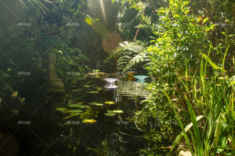 Lilly Pond
