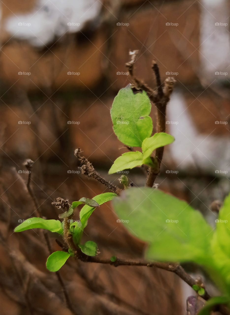 tulsi leaves