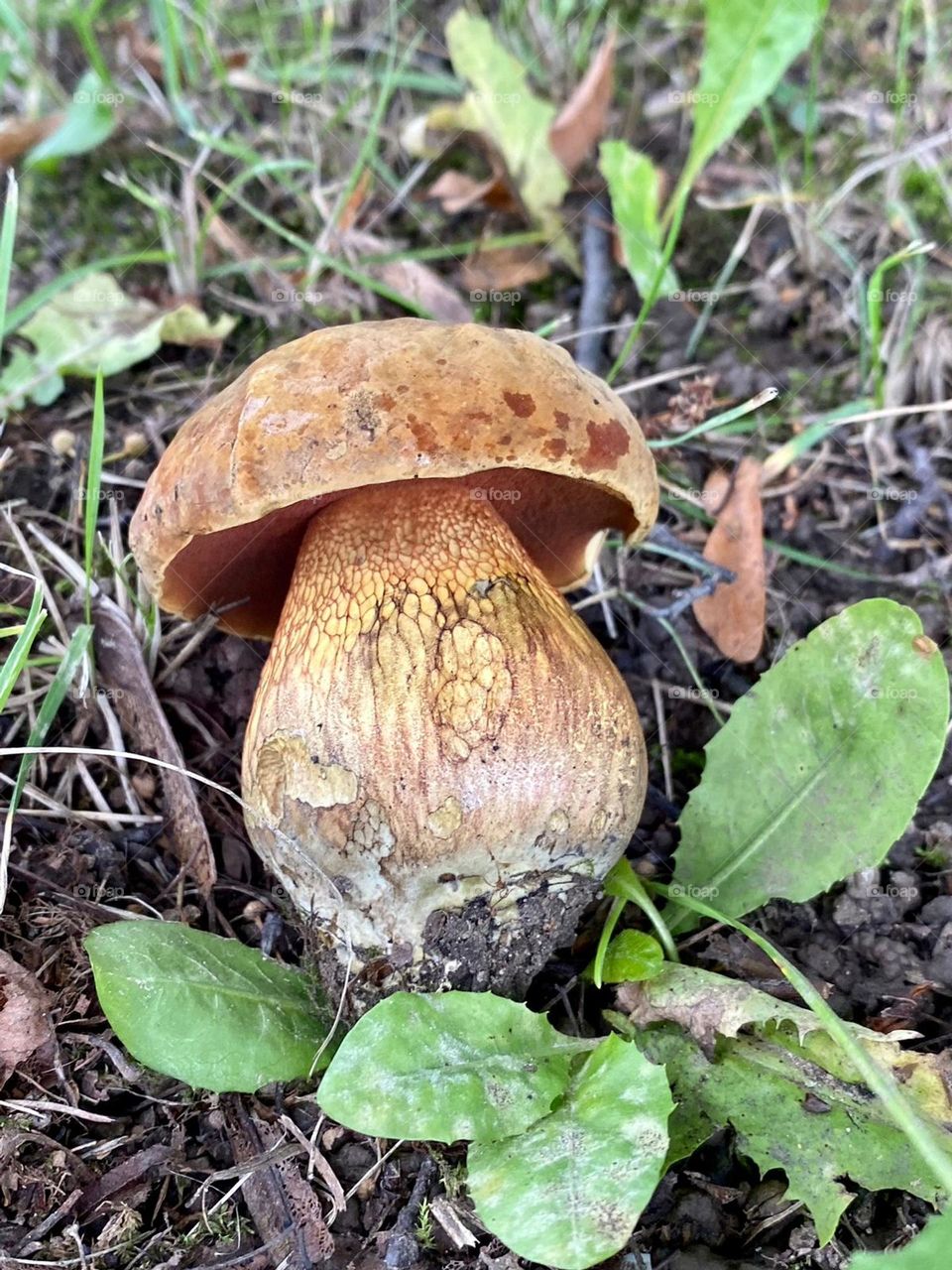 mushroom in the forest among fallen leaves