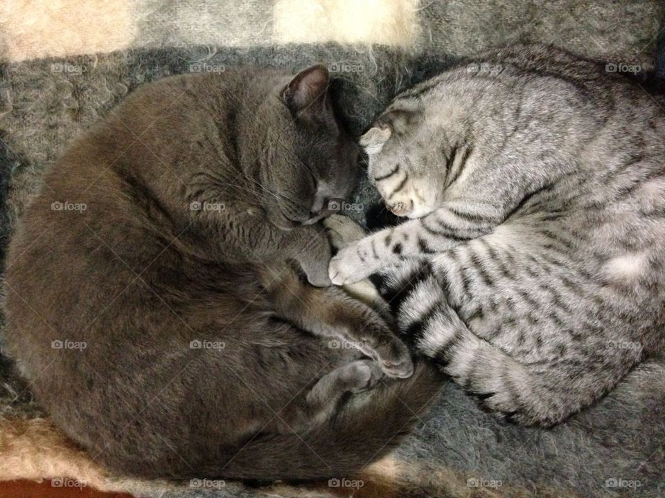 Cats sleeping together 