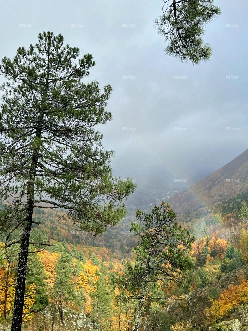 Forest in Autumn with rainbow