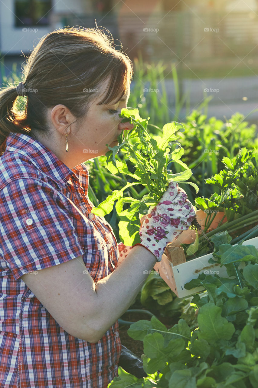 Woman working in a home garden in the backyard, picking the vegetables and put to wooden box. Candid people, real moments, authentic situations