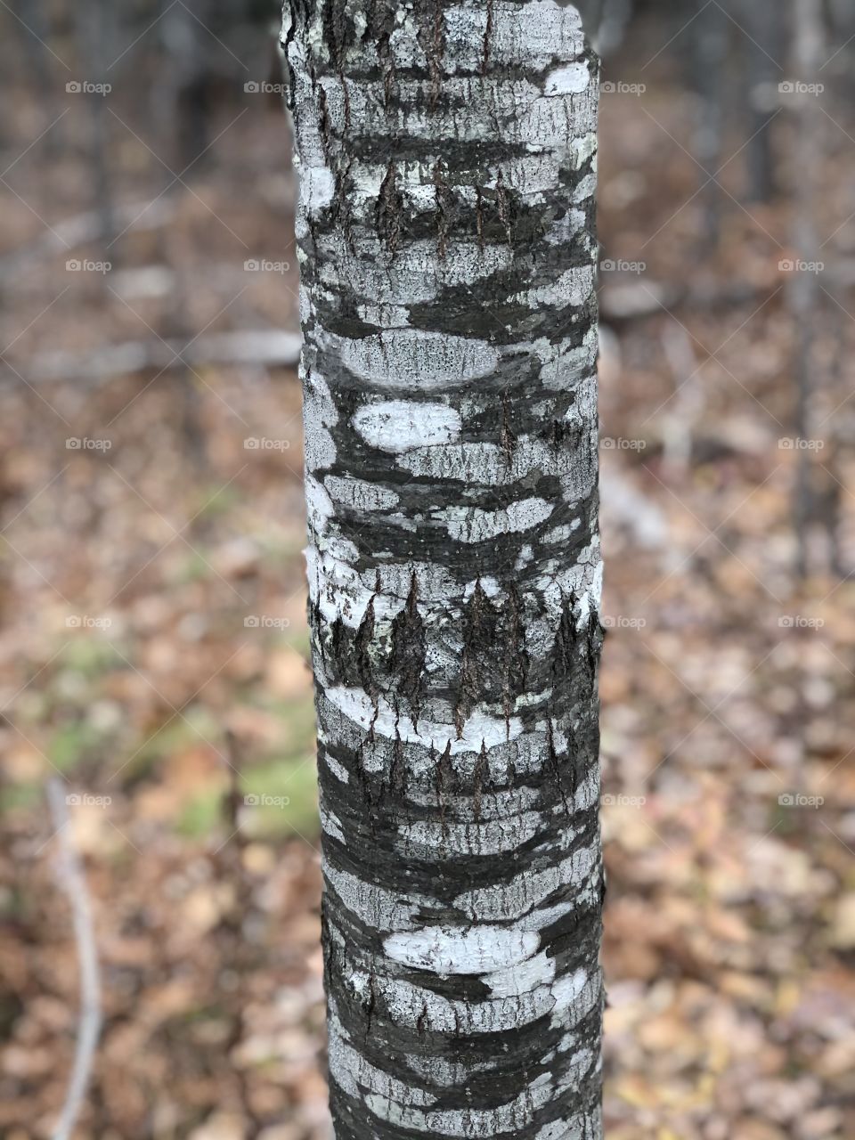 Striped tree trunk