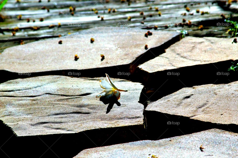 blossom on stone