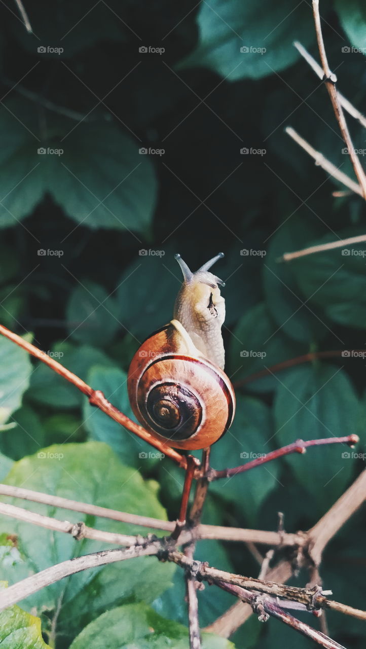 Snail on leaf