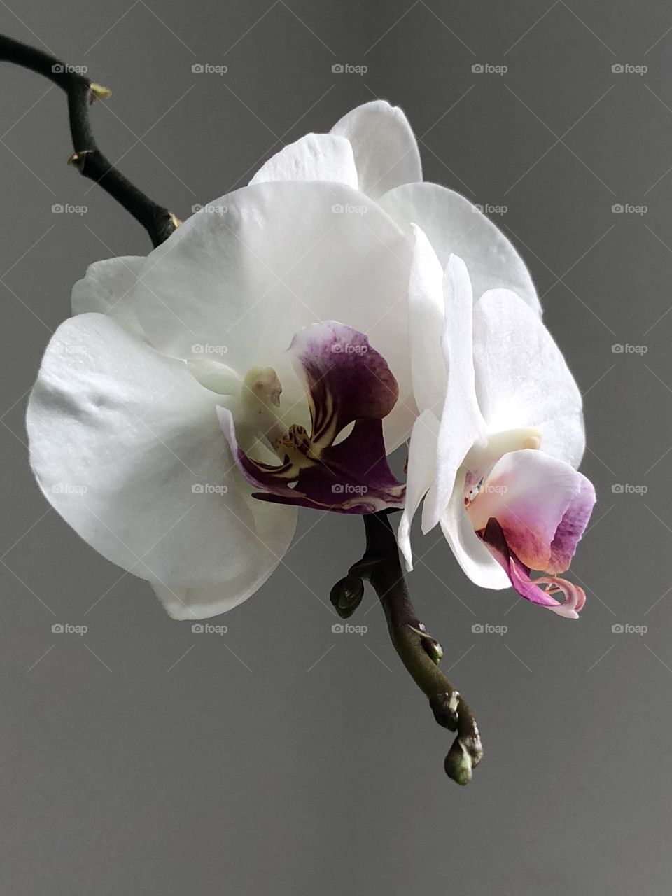 Orchids