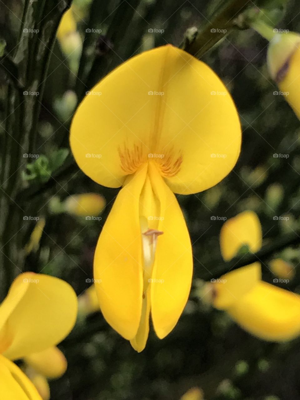 Yellow flower micro shot