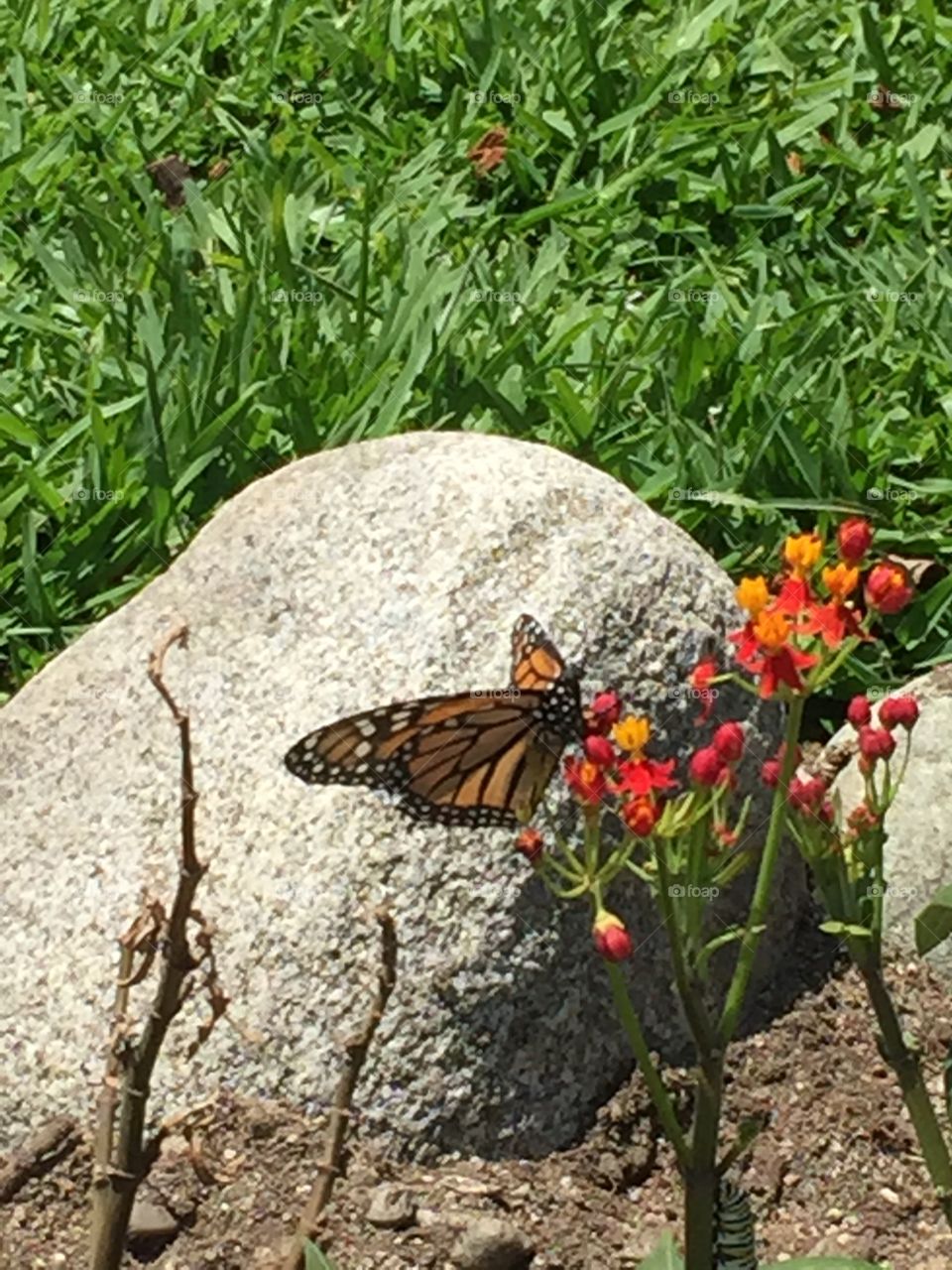 Butterfly and caterpillar on Milkweed 