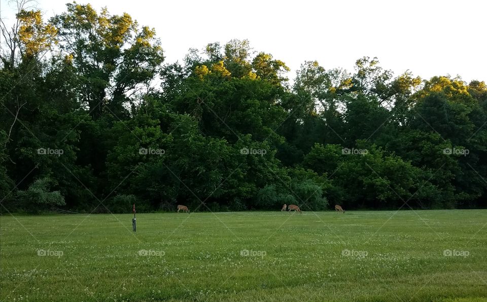 Group of deer have a meal in Donaldson park in New Brunswick, nj