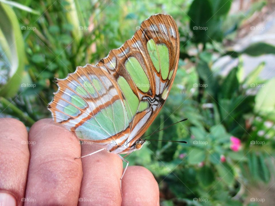 Malachite Butterfly