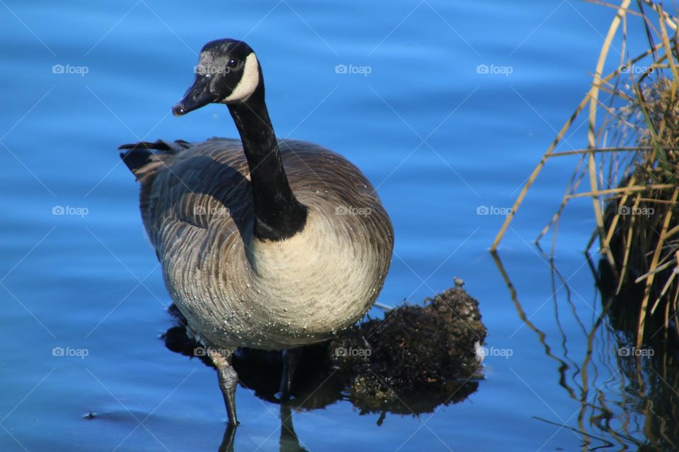 Canadian Goose in Shallow Water