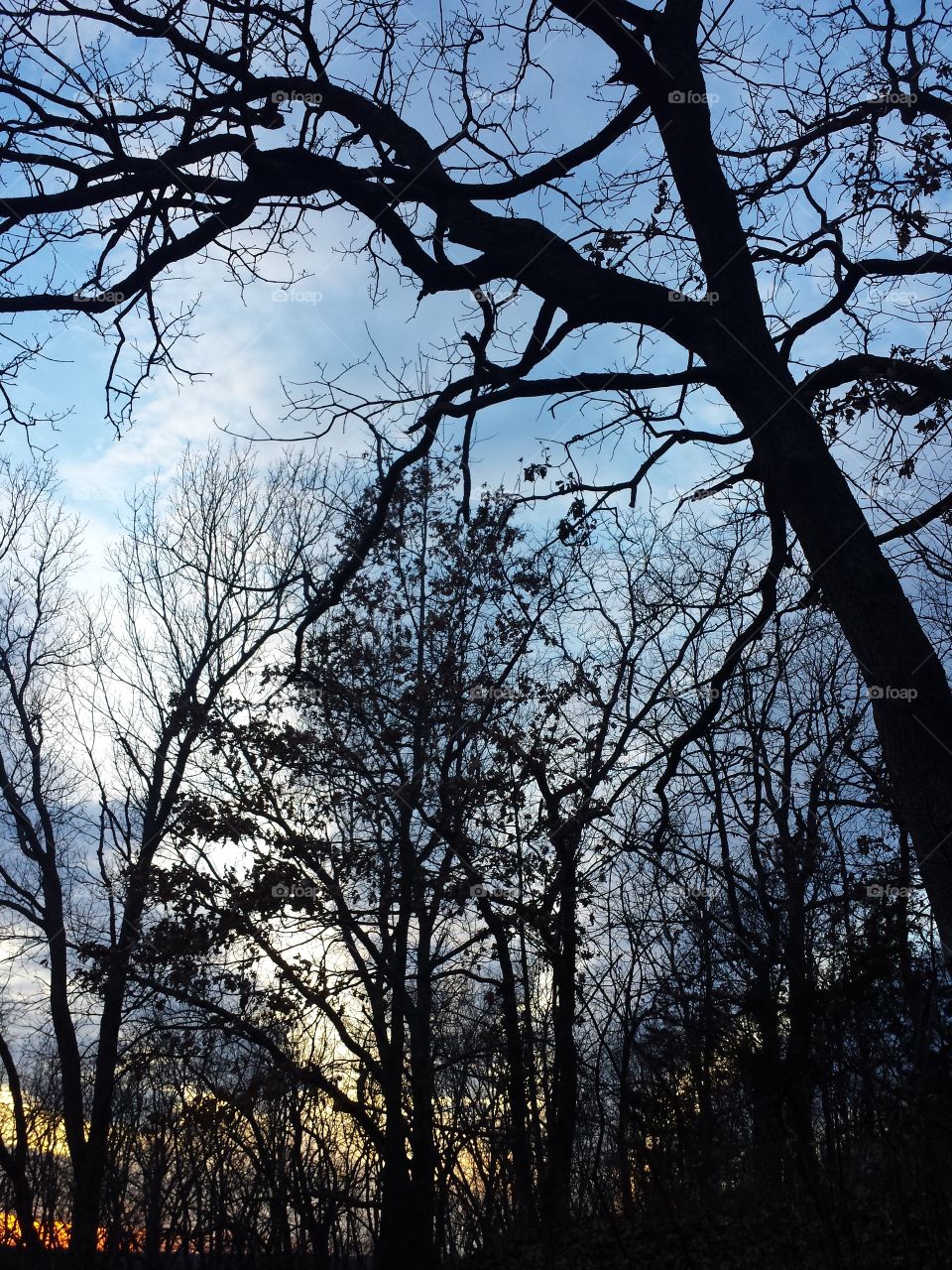 February Woodland Views