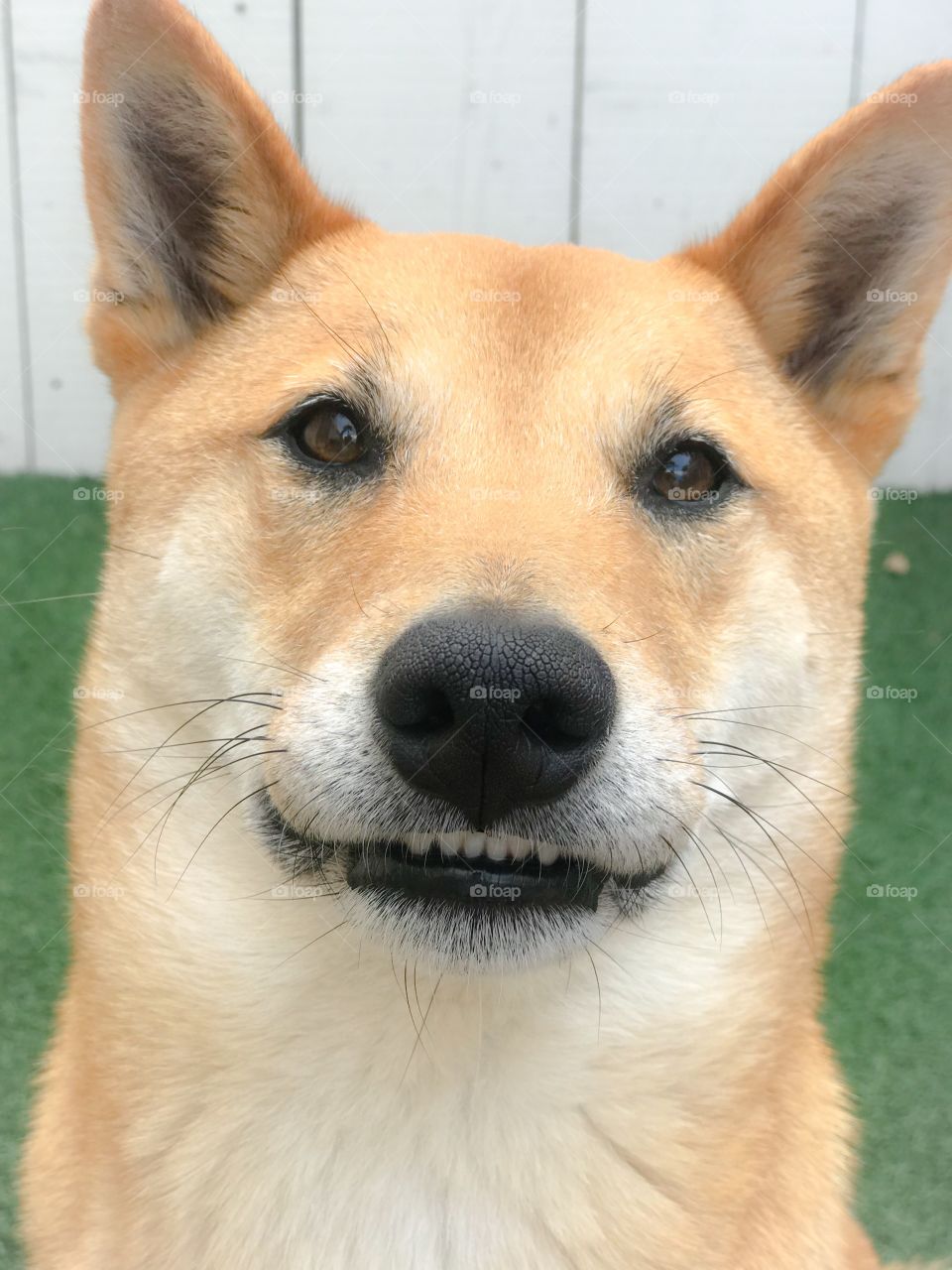 Shiba