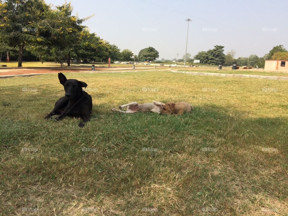 I love pets 🐕🐶