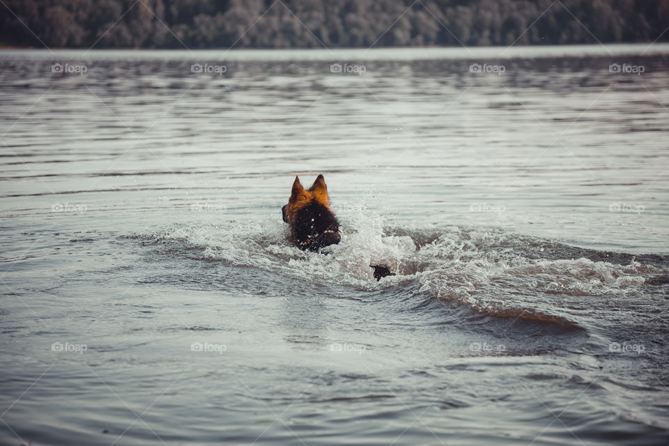 German shepherd dog swims in river