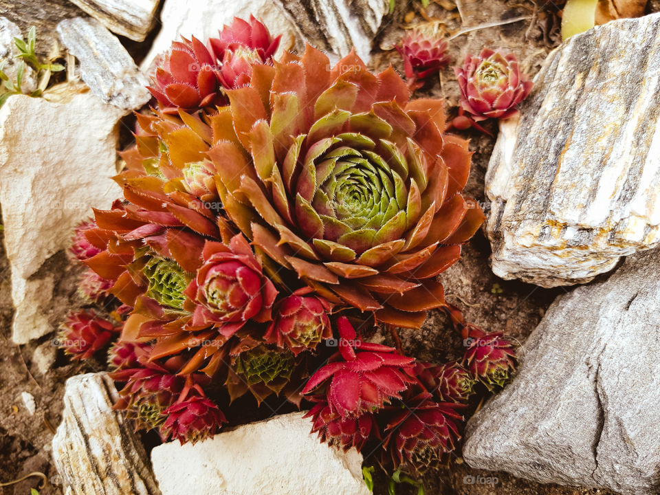 Sempervivum