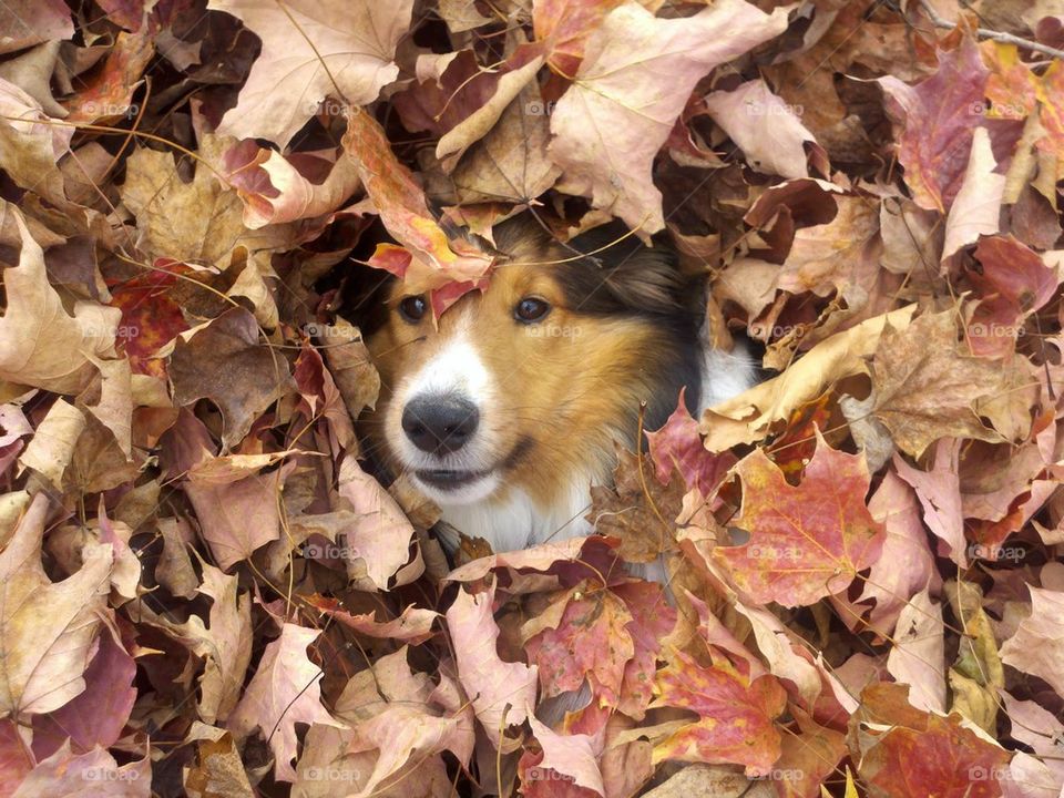 Hiding in the leaves