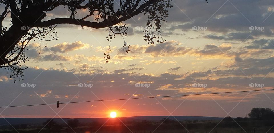 Sunset through the tree