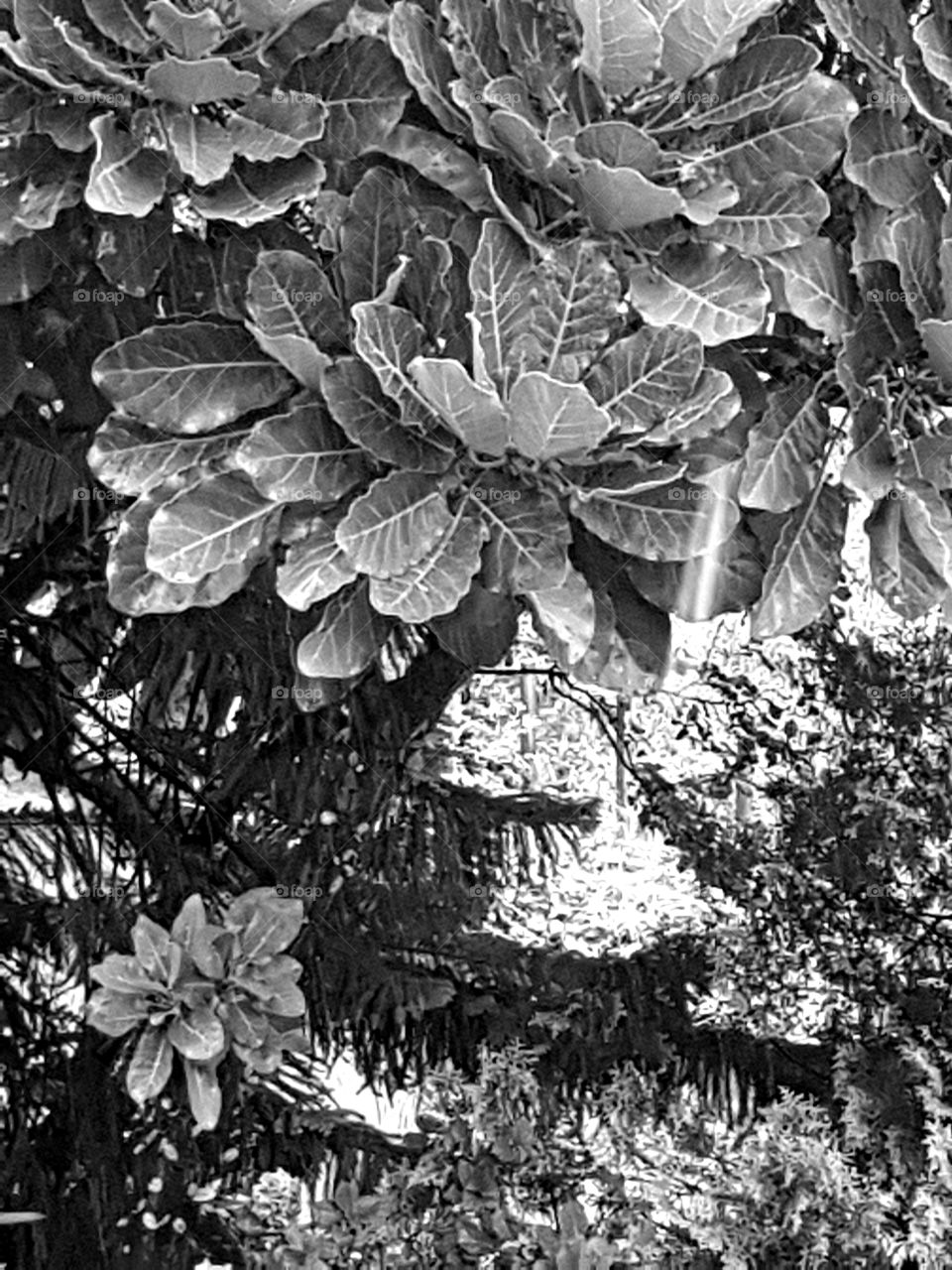 One rainy summers day in hawkes bay. A pick out the window. Black and white.