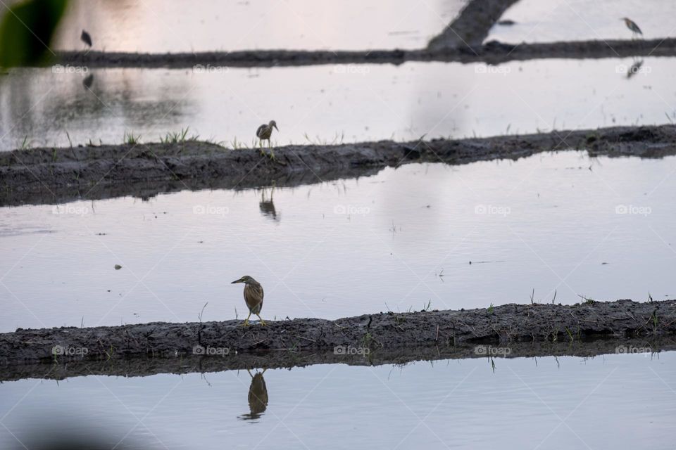 the birds and the shadow in the rice field after plowing