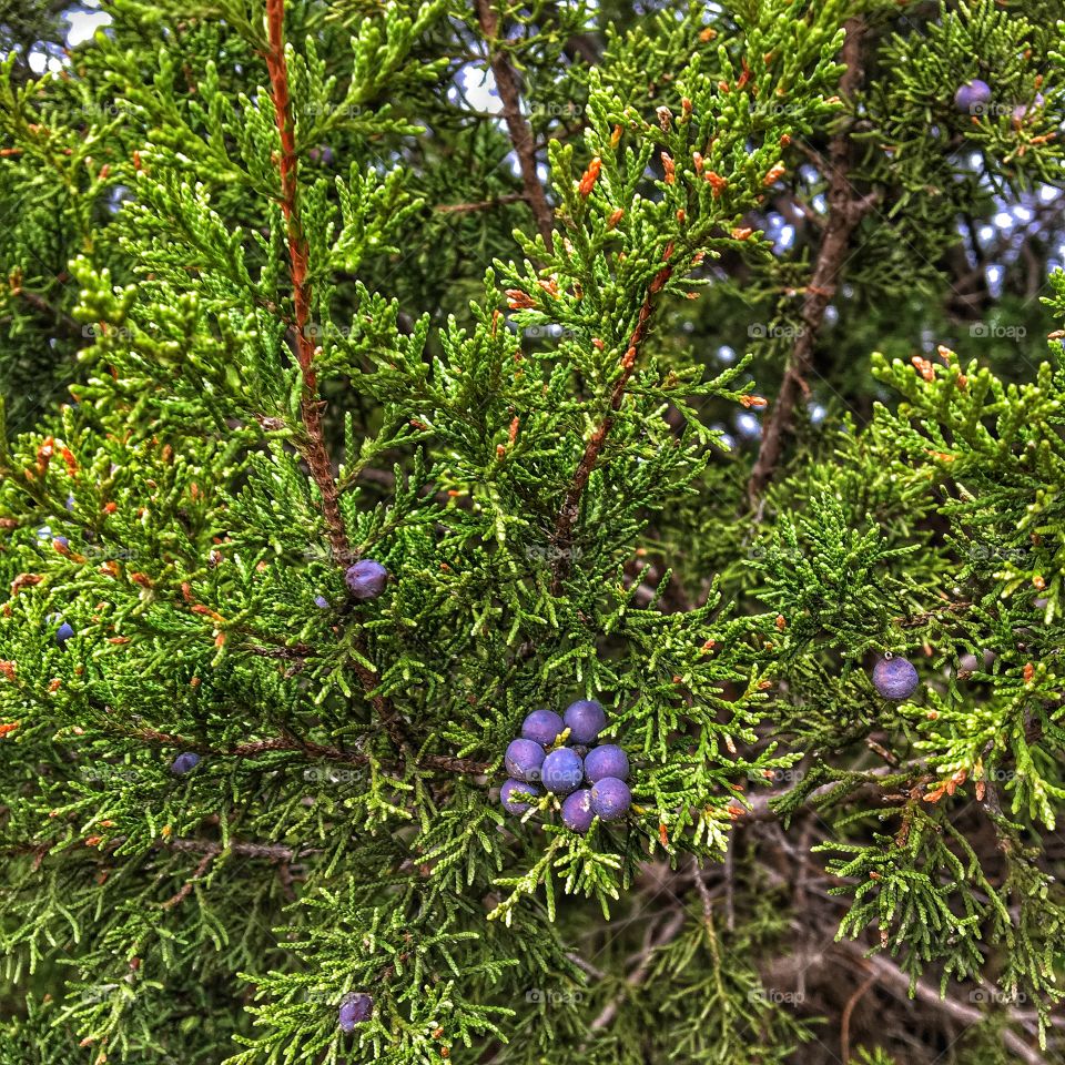 Cedar berries 
